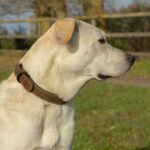 Zolux Expert Halsband Hond Premium Leer / Neopreen Bruin - 60 x 2,5 cm