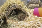 Happy Pet Speelbal Wilg - Small 10 x 10 x 10 cm