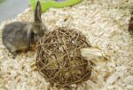 Nature First Happy Pet Speelbal Wilg Nature First - 17 x 17 x 17 cm