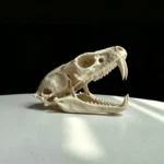 Schedelvormige reptielenverstopplaats – Beige / 13 cm