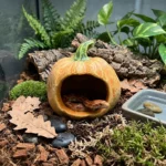 Pompoenvormige schuilgrot voor terrarium - Afbeelding 2