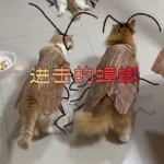 Kakkerlak-kostuum voor katten – XL