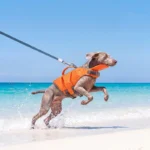 Zwemvest voor honden – Oranje-grijs / XL (17,5–27,5 kg)