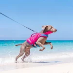 Zwemvest voor honden – Roze-blauw / S (2,5–5 kg)