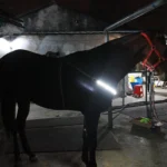 USB-oplaadbare LED-borstplaat voor paarden - Wit