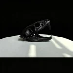 Schedelvormige reptielenverstopplaats – Zwart / 9,5 cm
