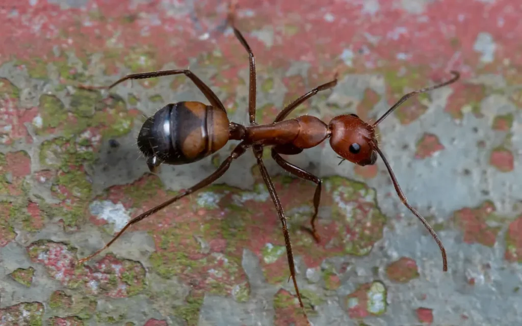 Camponotus nicobarensis — echte mier, soortfoto