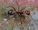 Camponotus nicobarensis — echte mier, soortfoto