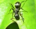 Formica fusca — echte mier, soortfoto