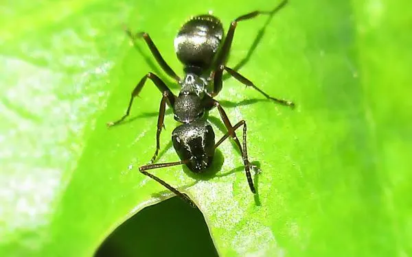 Formica fusca — echte mier, soortfoto