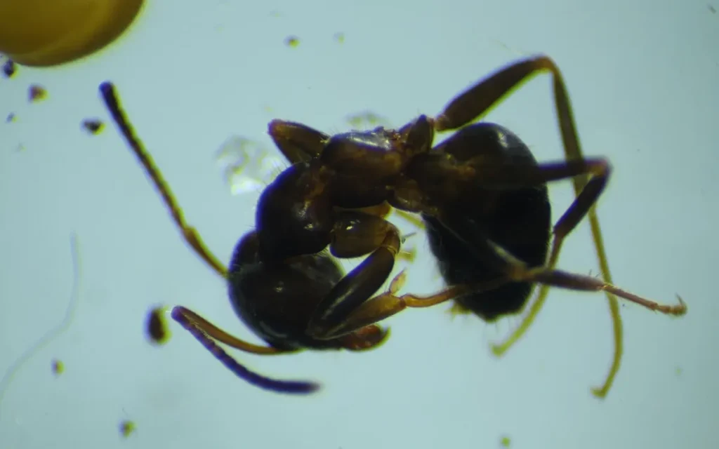 Lasius niger — echte mier, soortfoto