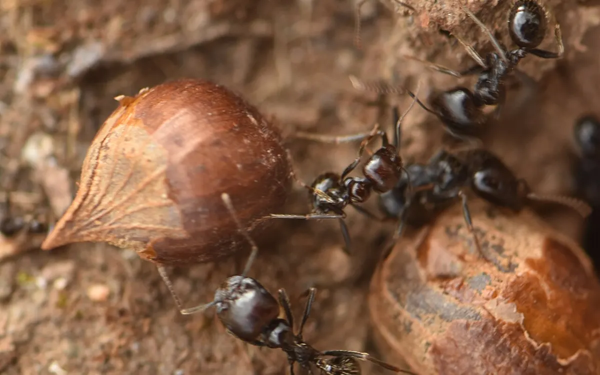 Messor barbarus — echte mier, soortfoto