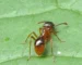 Myrmica rubra — echte mier, soortfoto