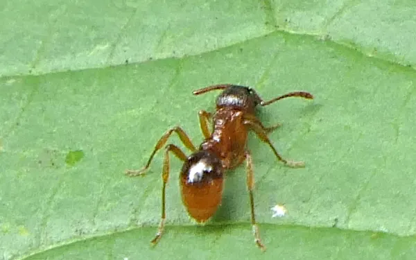 Myrmica rubra — echte mier, soortfoto