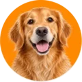 Hond – dierenfoto categorie honden HuisdierXL