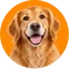 Honden