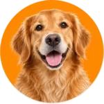 Honden