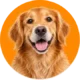 Hond – dierenfoto categorie honden HuisdierXL