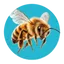 Insecten