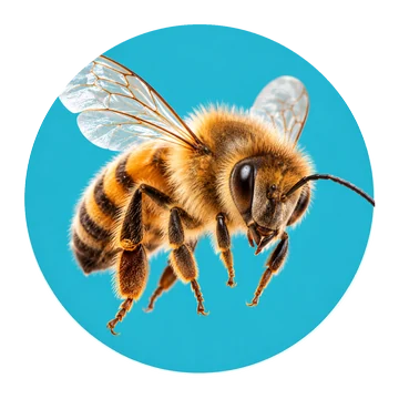 Insecten – realistische dierenfoto