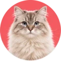 Kat – dierenfoto categorie katten HuisdierXL