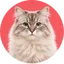 Katten