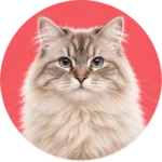 Katten