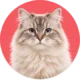 Kat – dierenfoto categorie katten HuisdierXL