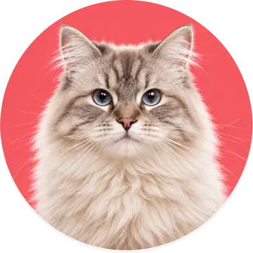 Kat – dierenfoto categorie katten HuisdierXL