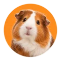 Knaagdieren – realistische dierenfoto