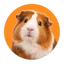 Knaagdieren