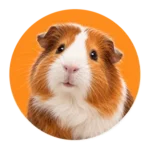 Knaagdieren
