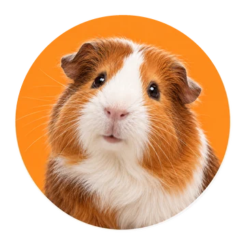 Knaagdieren – realistische dierenfoto