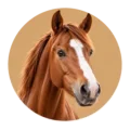 Paard en ruiter – realistische dierenfoto
