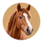 Paard & ruiter