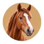 Paard & ruiter