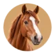 Paard en ruiter – realistische dierenfoto