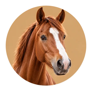 Paard en ruiter – realistische dierenfoto