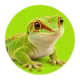 Reptielen en amfibieën – realistische dierenfoto