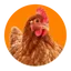 Tuin & erfdieren