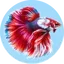 Vissen