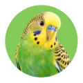 Vogels – realistische dierenfoto
