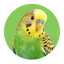 Vogels