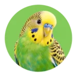 Vogels