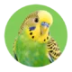 Vogels – realistische dierenfoto