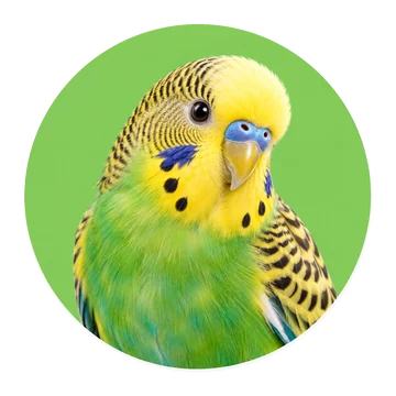 Vogels – realistische dierenfoto